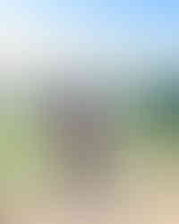 Blaydon athletes at the Blackhill Bounders Steelworks Relays