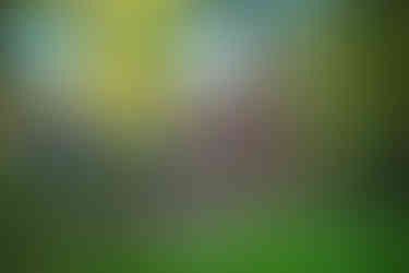 Blaydon athletes at NEHL Lambton Estate Cross Country