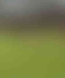 Blaydon athletes at NEHL Alnwick Cross Country February 2026