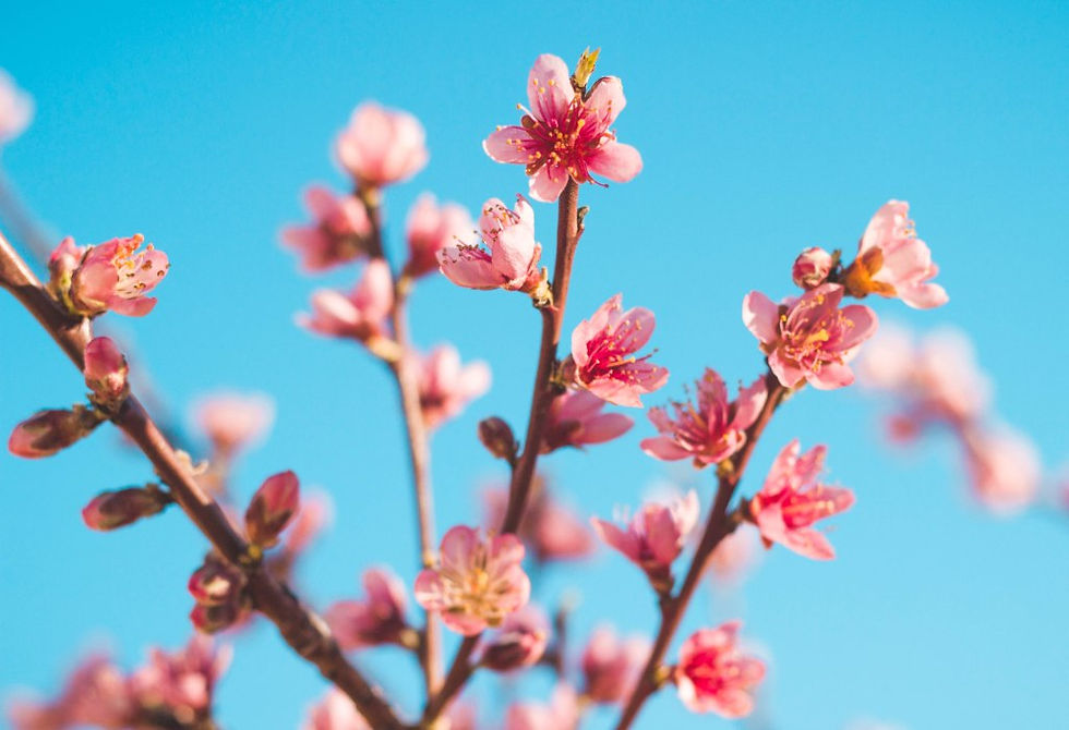 spring 01