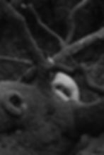 A person is curled up among thick, moss-covered tree branches in a forest. The black-and-white image evokes a sense of solitude and introspection.