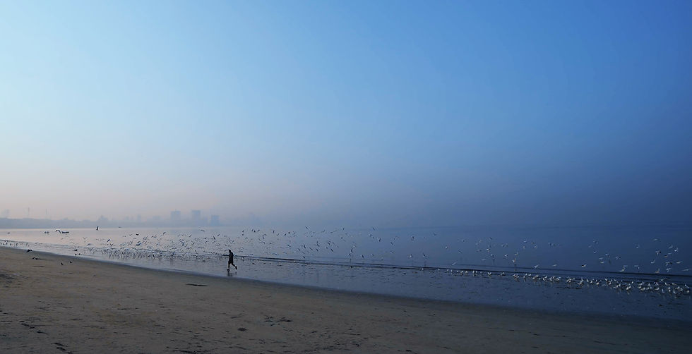 Misty blue beach at dawn with a lone person walking along the shore as a flock of birds skims the water