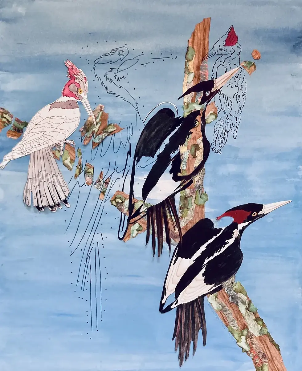 collage of birds in tone of blue