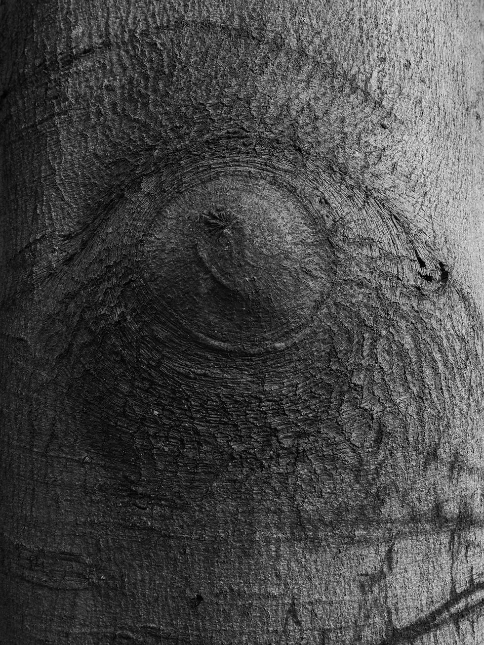 Close-up of tree bark with circular patterns and textures, resembling an eye. Black and white, creating a mysterious, natural feel.
