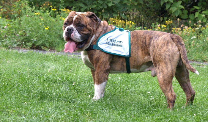 Therapie-Begleithund Cooper