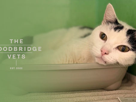 The Woodbridge Vets: March newsletter!