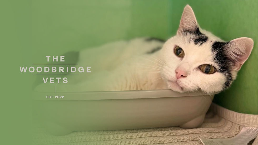 The Woodbridge Vets: March newsletter!