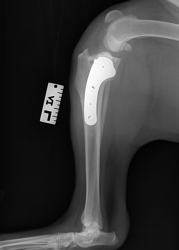 Apollo_n_a__2024-10-21_11-27-34_knee_ML.jpg