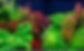 Live Plants.jpg