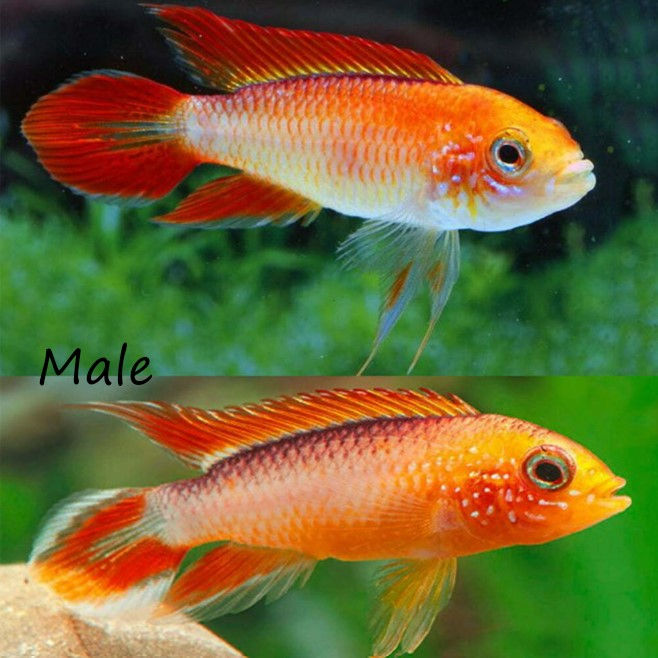 Thumbnail: Apistogramma Agassizi Gold Fire Red