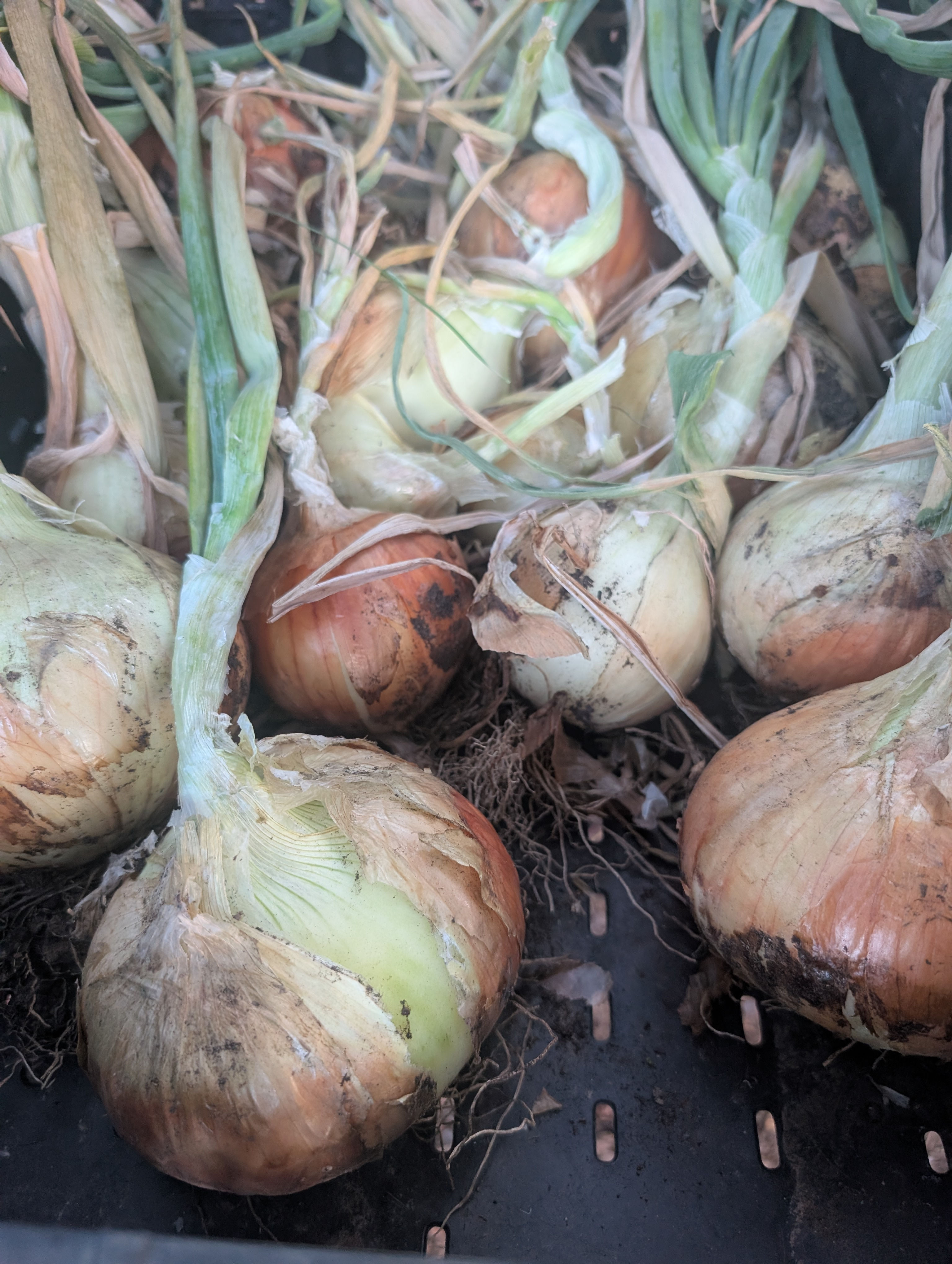 Walla Walla Yellow Onions