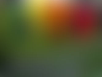 Students, Parents, Teachers: Everyone’s Excited About the School Flag Program