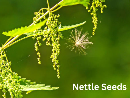 Food talks! Reducing the Symptoms of EMS