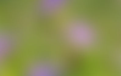 Feed the Firmicutes!