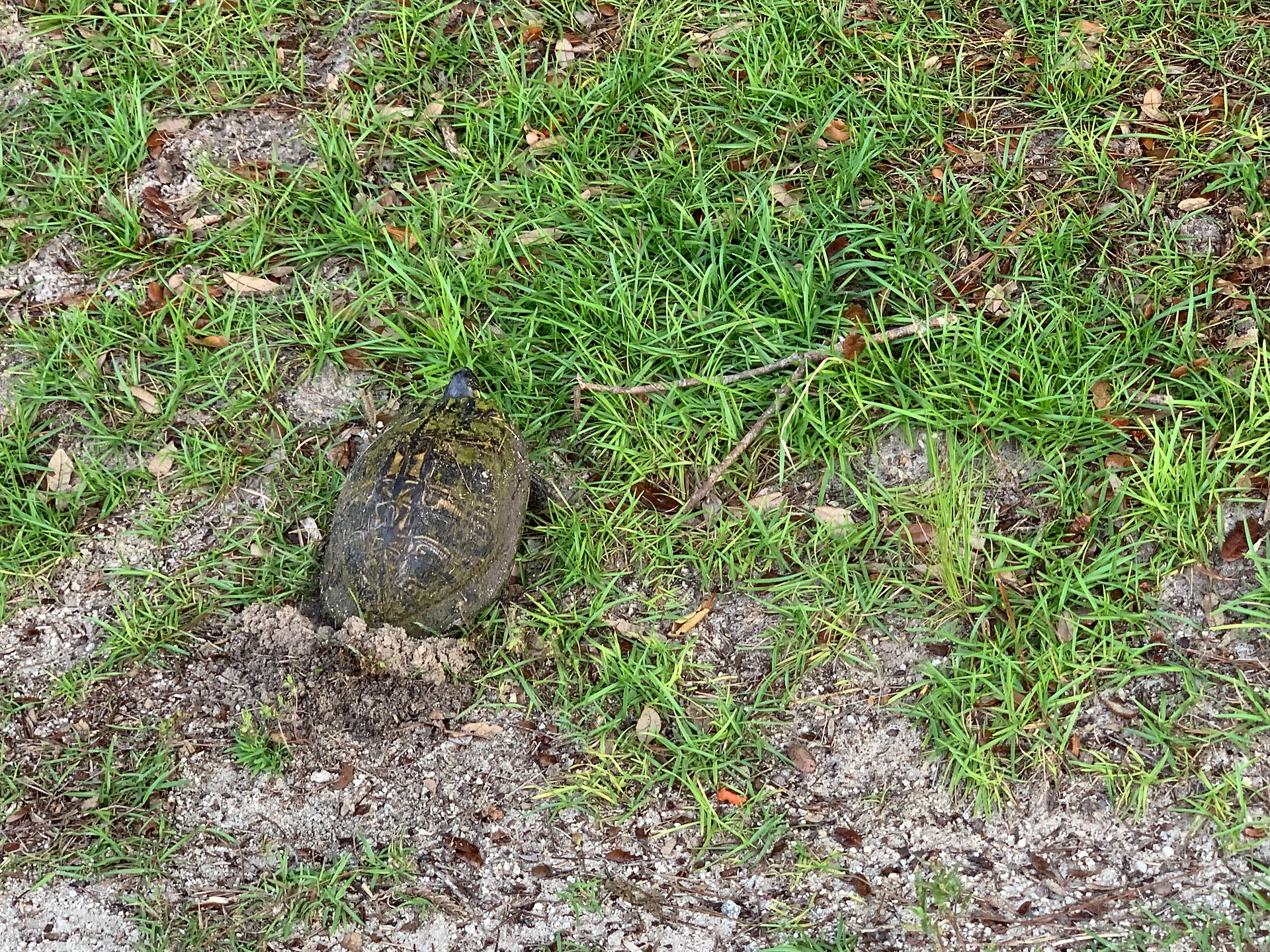 Turtle laying eggs