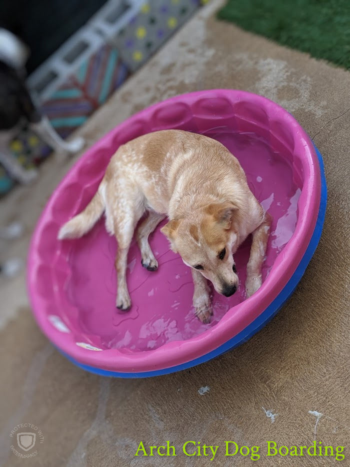 Dog Boarding St. Louis Arch City Dog Boarding