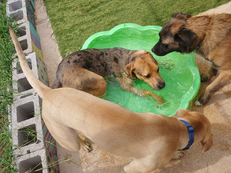 Dog Boarding St. Louis Arch City Dog Boarding