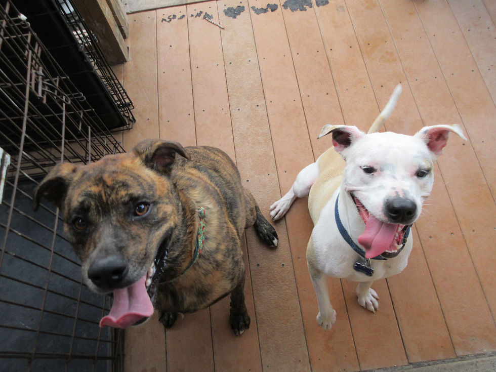 Dog Boarding St. Louis Arch City Dog Boarding