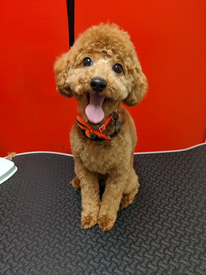 Dog Grooming Serving Orem, Provo, Lindon, Utah County