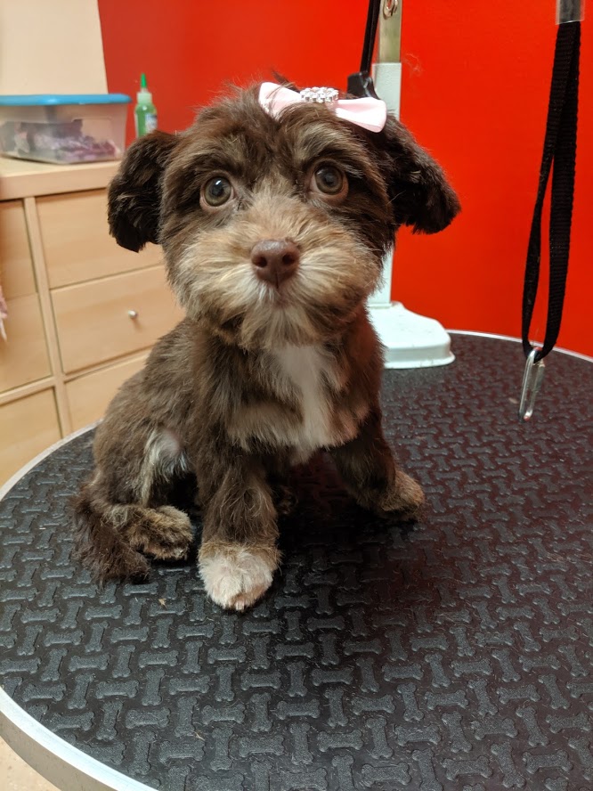 Dog Grooming Serving Orem, Provo, Lindon, Utah County