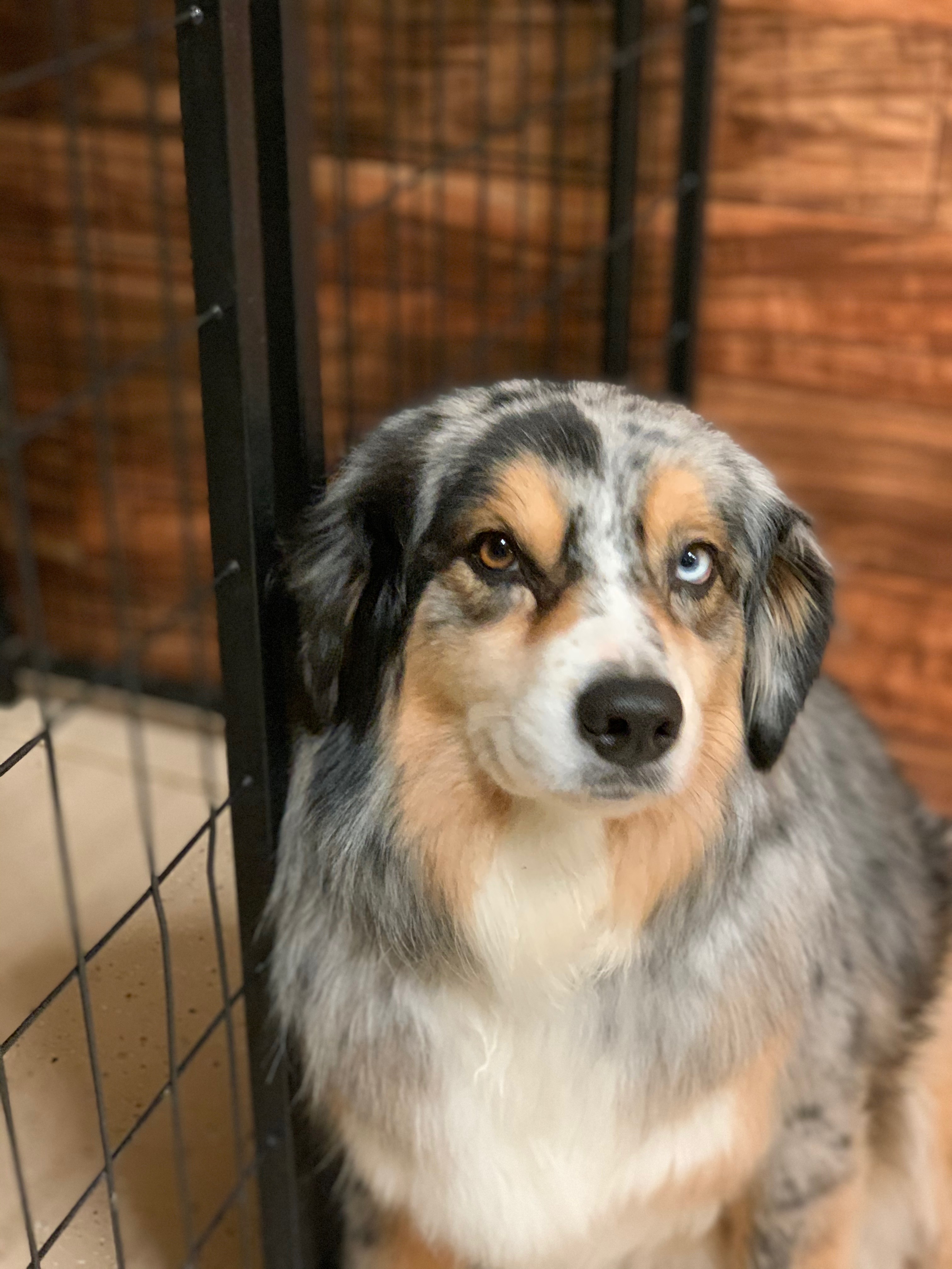 Dog Grooming Serving Orem, Provo, Lindon, Utah County