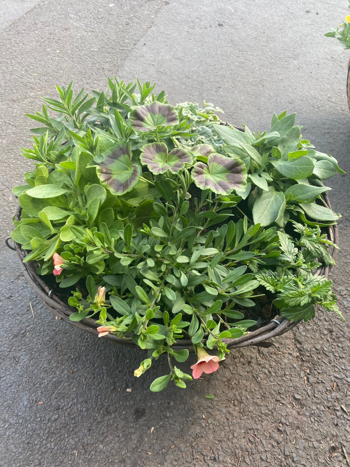 Summer mix Hanging Basket 16” Wicker