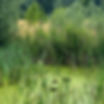 Inova Home - Pond.JPG