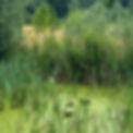 Inova Home - Pond.JPG