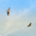 Inova Home - natural life.JPG