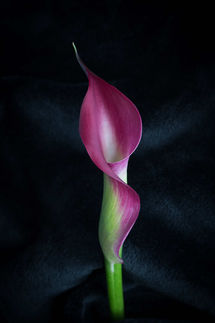 Herts family pet portrait photographer