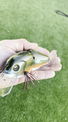 Whippersnapper 2.0 "DD" Deep Diver (Golden Shiner) - Image 2