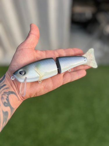 Wake n Crank (American Shad)
