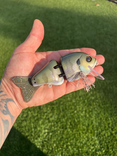 Snapper 2.0 Wake n Crank (Airbrush Gill)