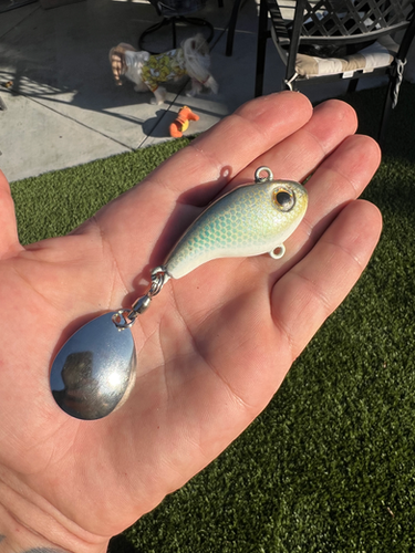 Lil Smokey  "Shallow Water Special" (Toxic Shad)