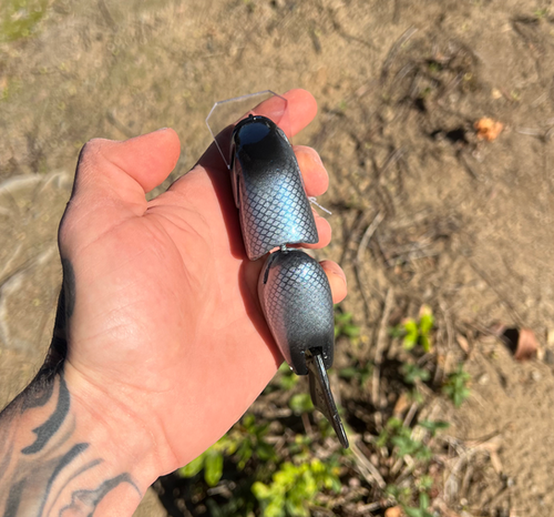 Whippersnapper 2.0 "DD" Deep Diver (Blue Shad) - Image 2