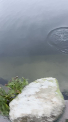 Trucha Masu (Slow Sink) - Image 2