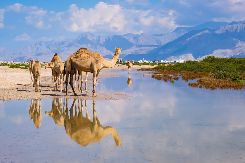 Camels Disruption 13..