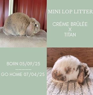mini lop bunnies for sale