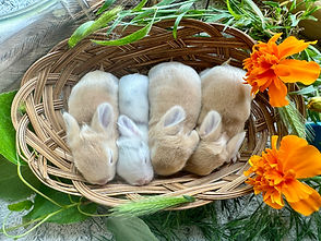 baby bunnies in basket