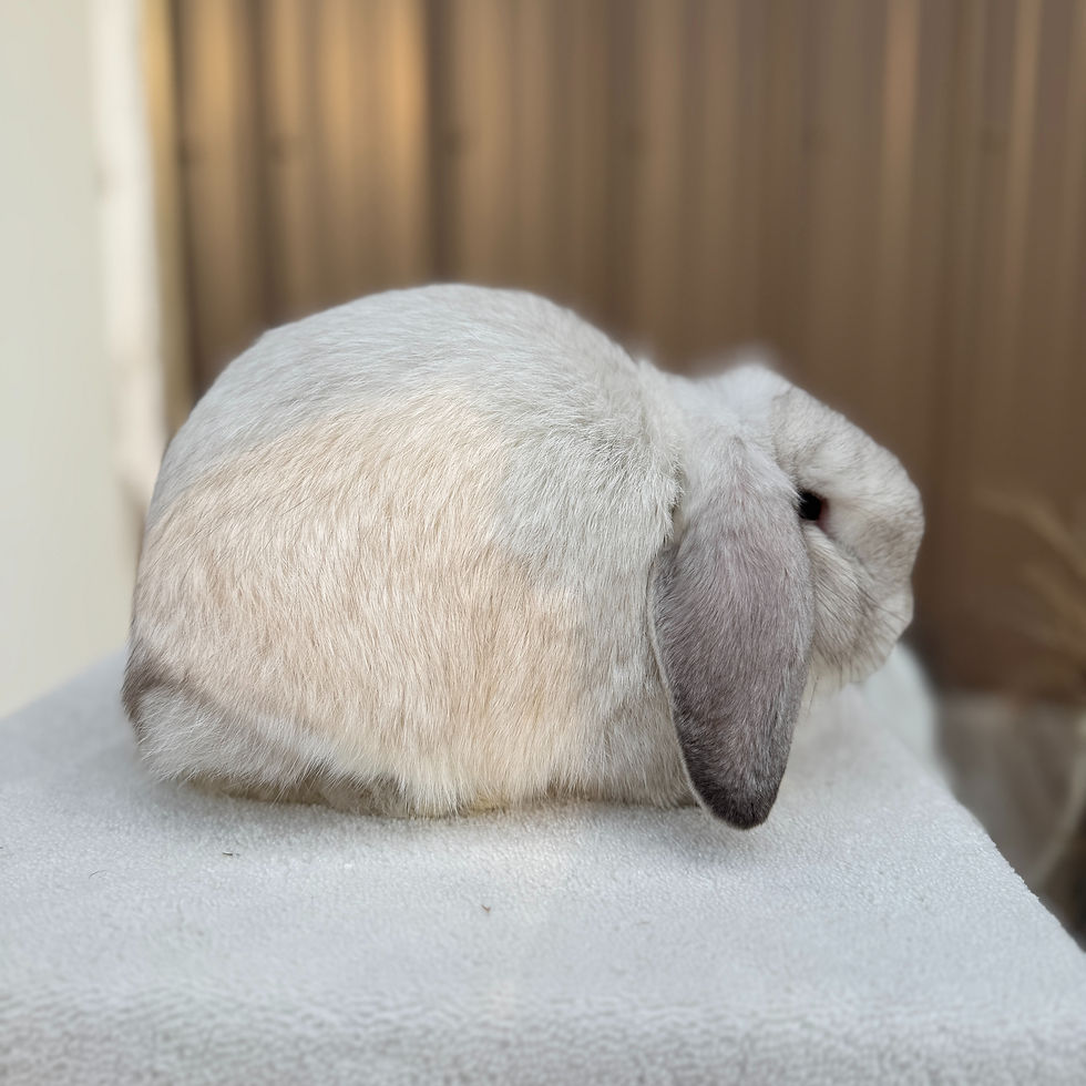 sweet mini lop