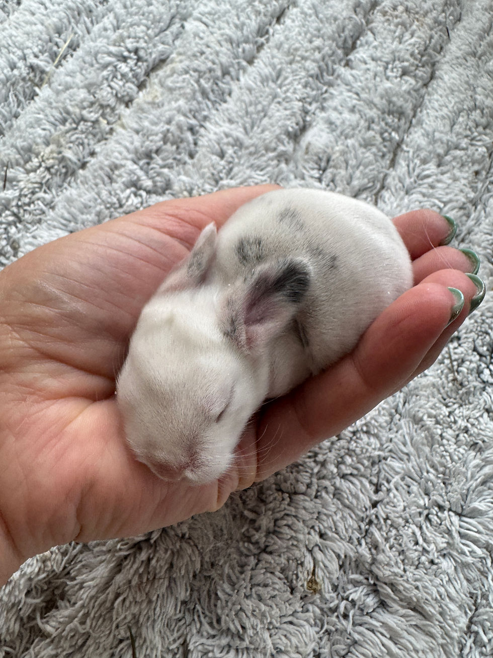 SHIMMER & CHOPIN BUNNY4