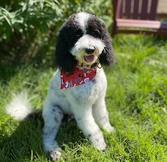 Moyen poodle sitting in grass