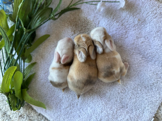 Goldilocks & Cirrus litter3.jpeg
