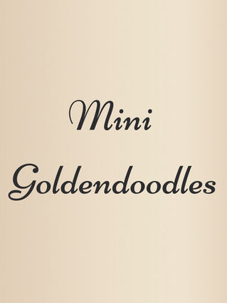 beige sign with black fancy writing saying Mini Goldendoodles