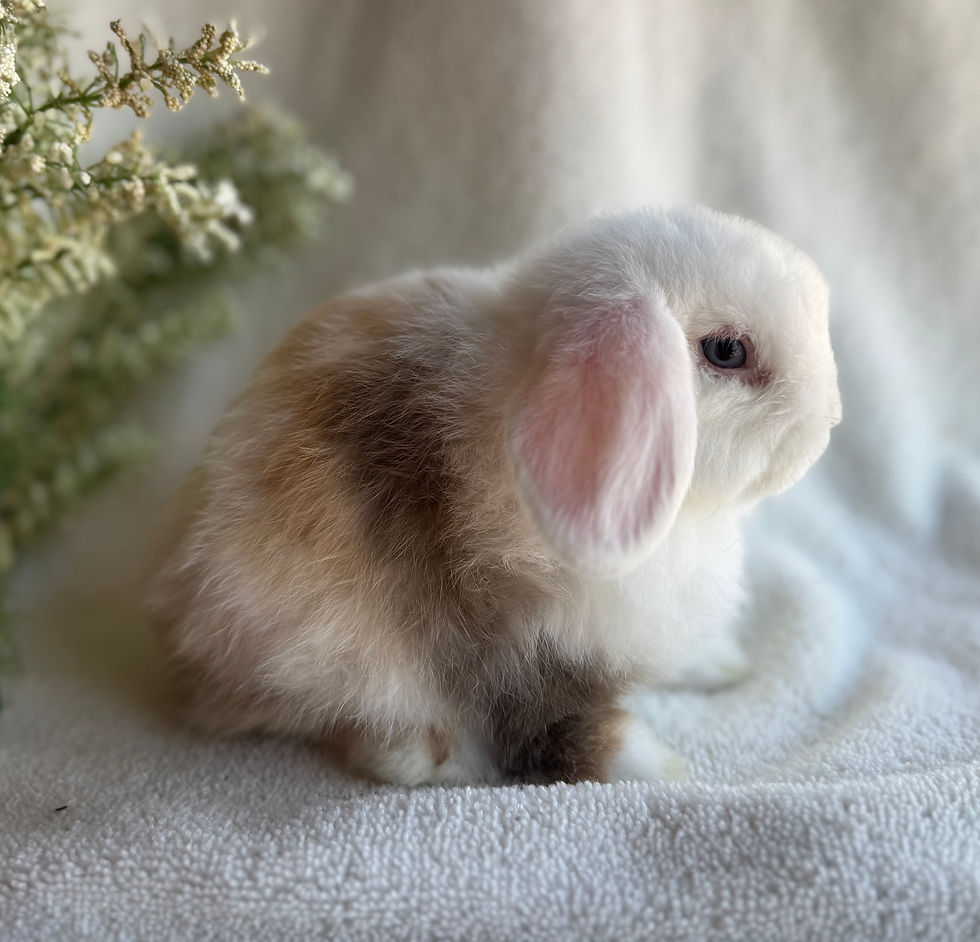 Meet our "TLC" bunny, TANGO.