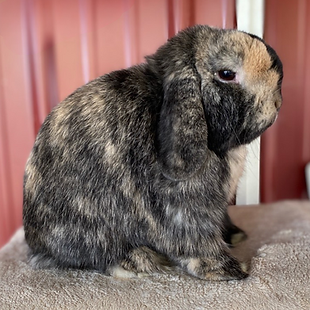 best bunny breeders in midwest