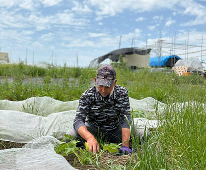 やはし農園 生産者紹介.jpg