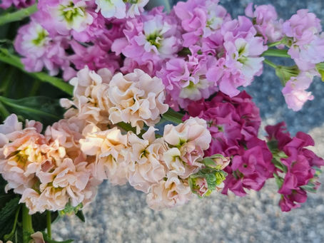 Odla lövkoja som snittblomma!