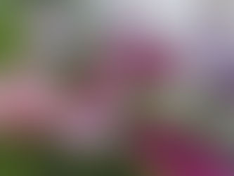 Odla anemoner som snittblomma
