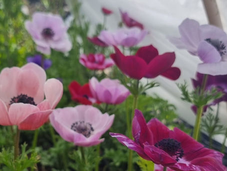 Odla anemoner som snittblomma